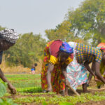Environnement : le Bas-Sassandra ; le futur joyau de l&rsquo;Agrotourisme