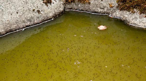 les laves dans les eaux usées